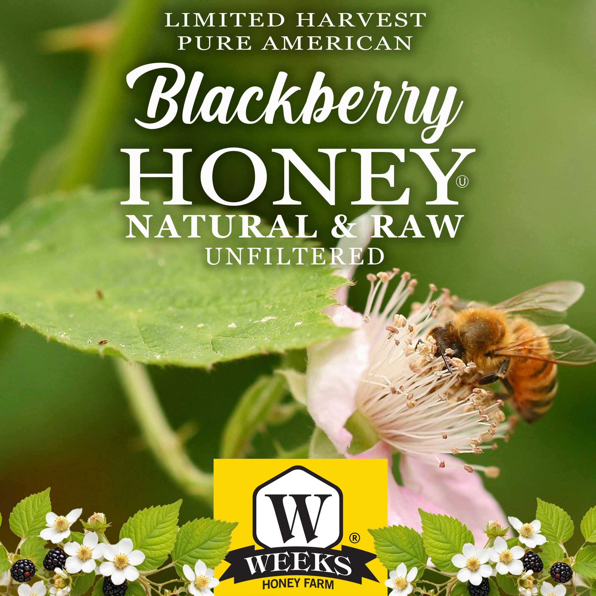 South Georgia Raw Blackberry Honey - Pure, Local, Mono-Floral Raw Honey - Image 6