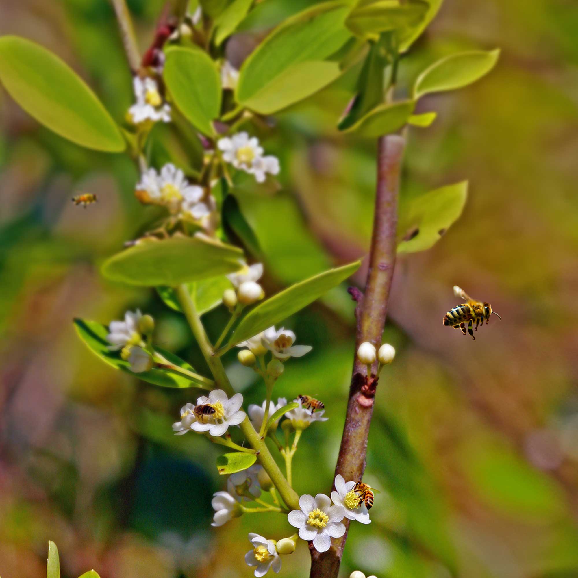 Our Best All-Natural Pure Raw Gallberry Honey - Image 7