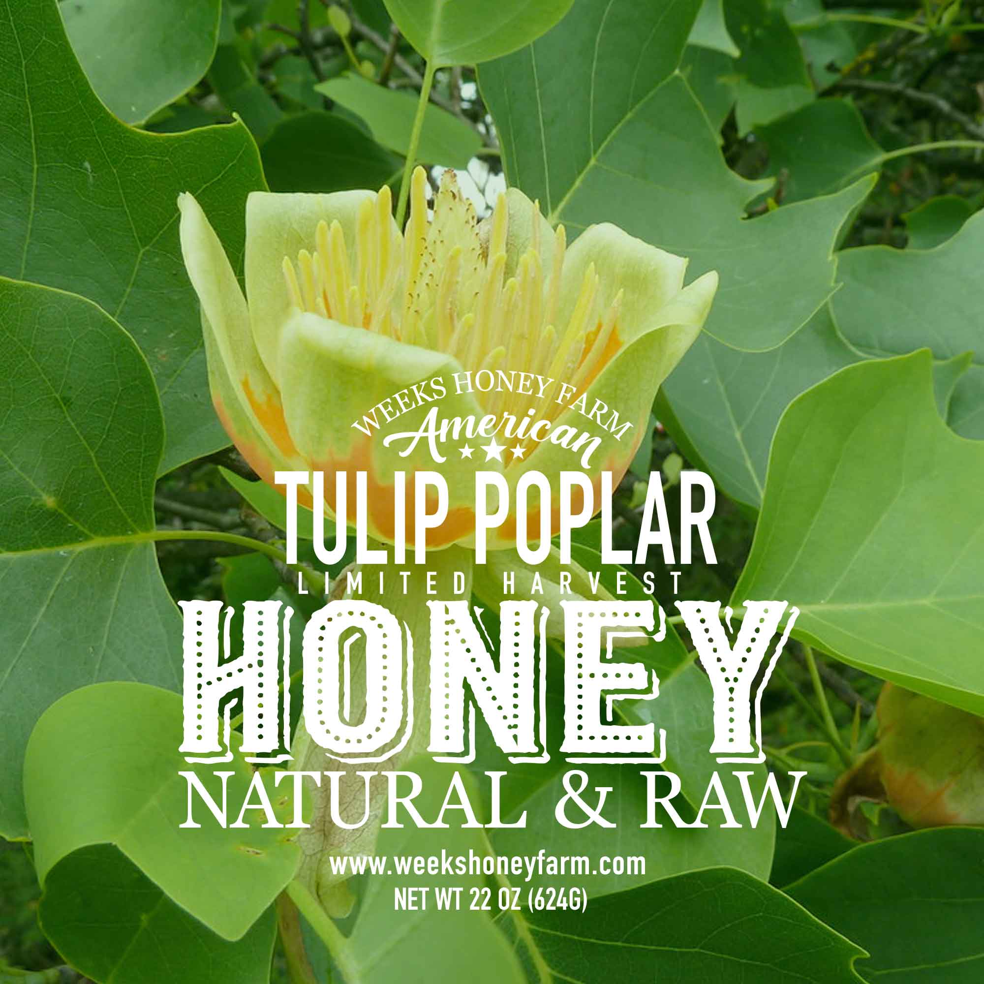 Weeks Rich & Rare Georgia Tulip Poplar Honey — Bold, Buttery Flavor From the Georgia Appalachian Forests - Image 3