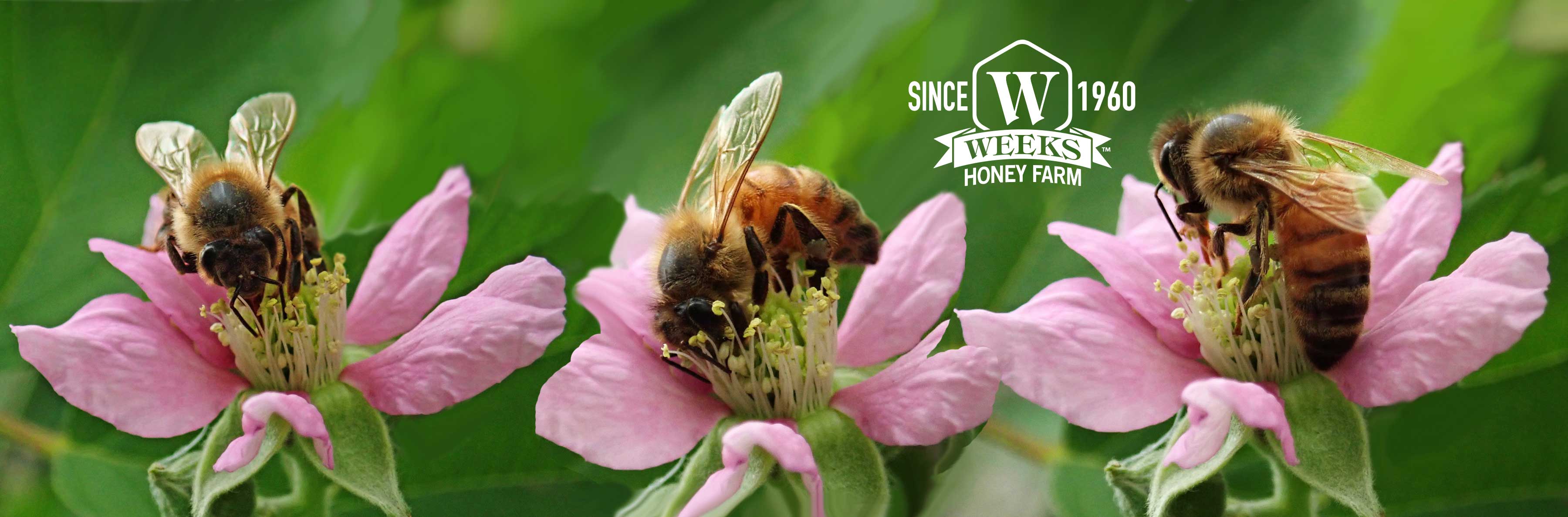 Pretty Spring Wildflower & Honey Bees Coffee Mug - Image 3
